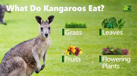 Kangaroo A Z Animals