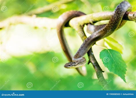 Non Venomous Smooth Snake Coronella Austriaca Stock Image Image Of