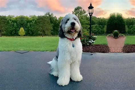 How Big Does a St Berdoodle get? Size and Growth Chart