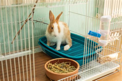 Why Do Rabbits Thump Their Feet Every Bunny Welcome