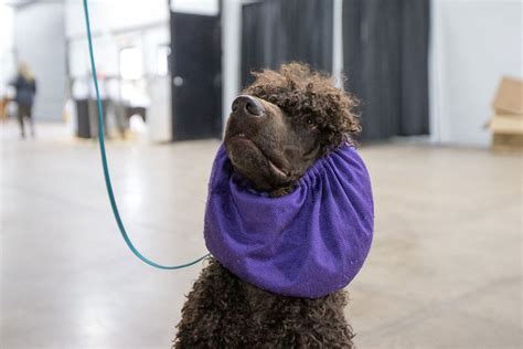 2018 National Dog Show Winners Photos