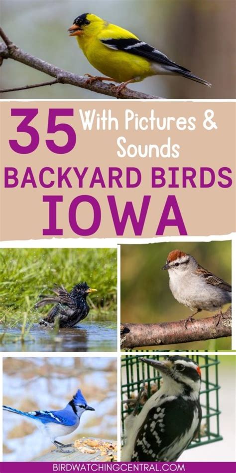 35 Backyard Birds In Iowa - Birdwatching Central