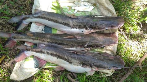 Pesca De Blanquillos Grandes En La Boca De La Tigra Con Carnada