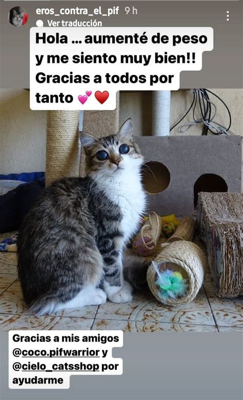 Simonita On Twitter Rt Degatitos Nuestro Amiguito Eros La Sigue