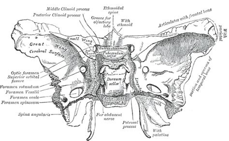 The Sphenoid Bone Human Anatomy