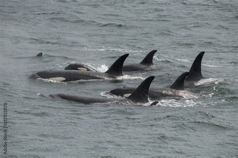 Orca Pod, Icy Strait, Alaska Stock Photo | Adobe Stock