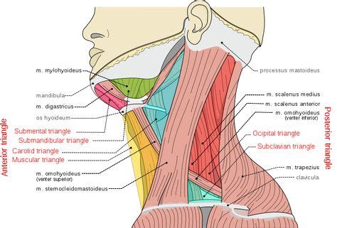Other Terms: Sternocleidomastoid muscle, Musculus ...