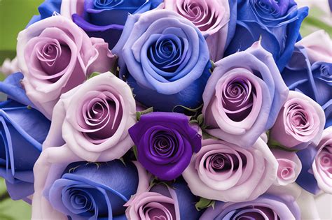 Blue and Purple Roses Bouquet · Creative Fabrica