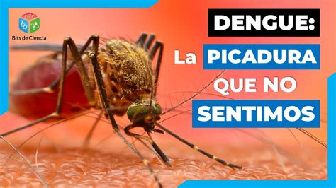 Que PASA CUANDO Te PICA Un MOSQUITO Del DENGUE Y Porque NO LO SIENTES