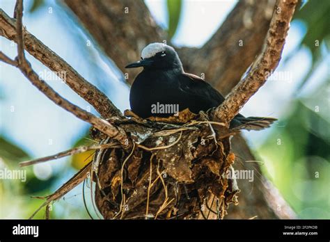 White Capped Noddy Or Black Noddy Terns Anous Minutus Nests By The