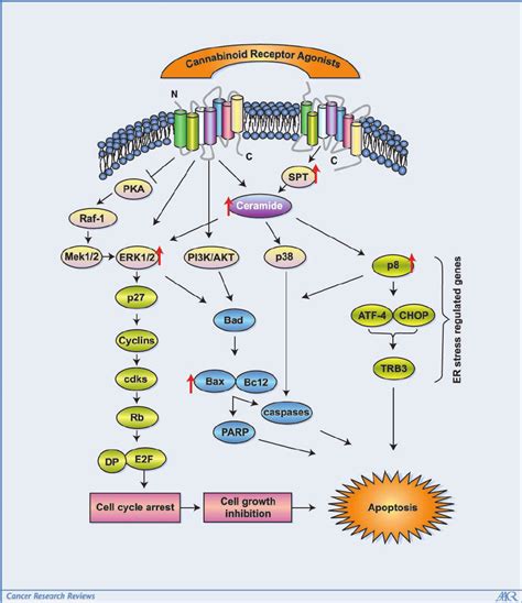 Schematic Representation Of Signaling Pathways Associated With