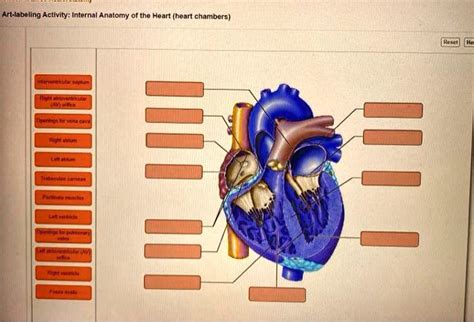 Solved Art Labeling Activity Internal Anatomy Of The Heart Heart