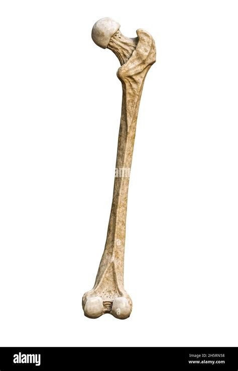 Human Femur Bone Hi Res Stock Photography And Images Alamy