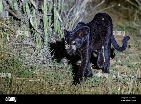 Rare Black Leopard