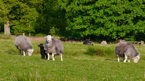 Learn All About Herdwick Sheep - The Herdy Company