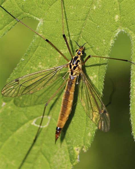 Female Tiger Crane Fly Nephrotoma Occipitalis Flickr