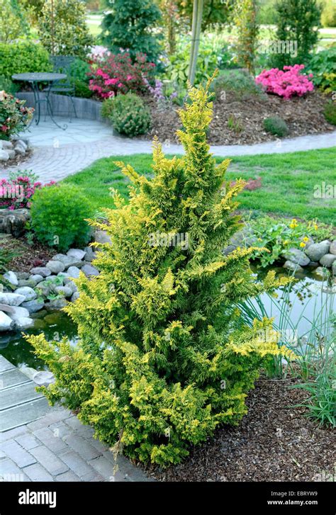 Japanese Cypress Hinoki Cypress Hinoki Chamaecyparis Obtusa