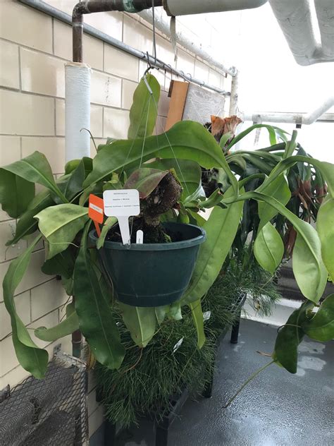 Nepenthes X Miranda Bessey Greenhouse Richard W Pohl Conservatory