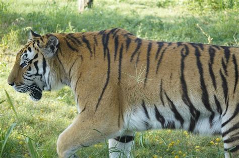 Tiger Feline Rovdyr Gratis foto på Pixabay Pixabay