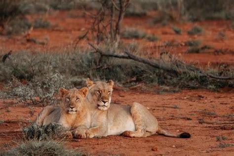 Lioness And Cub Stock Photos, Images and Backgrounds for Free Download