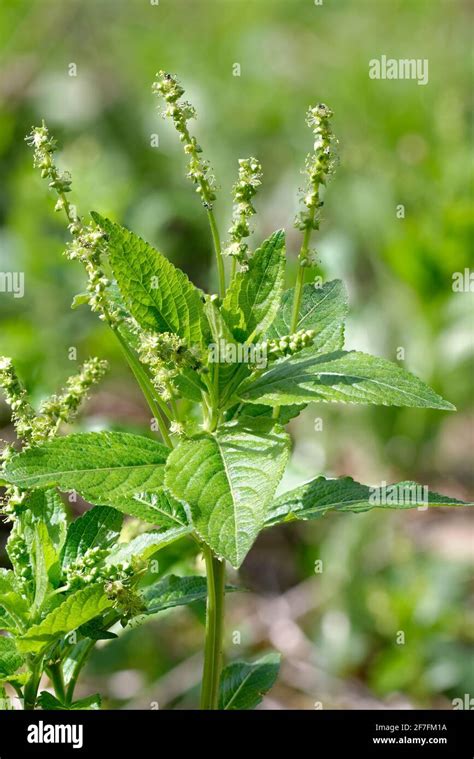 Dogs Mercury Mercurialis Perennis Spring Woodland Plant Stock Photo