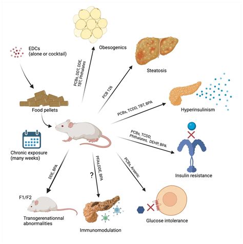 Ijms Free Full Text Critical Overview On Endocrine Disruptors In