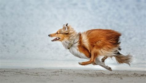 25 Fastest Dog Breeds On the Planet – Top Dog Tips