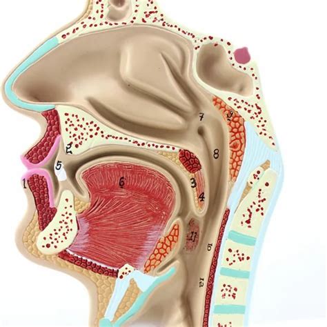 Human Anatomical Nasal Cavity Throat Anatomy Medical Model For Science