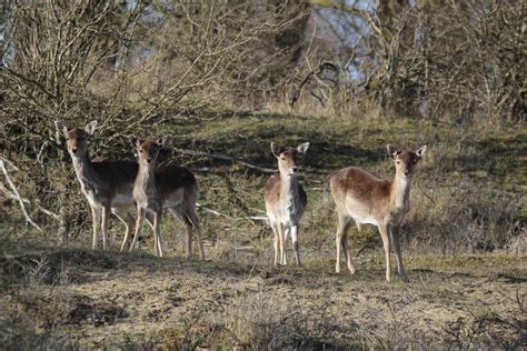 Amsterdamse Waterleidingduinen 23 03 14 Damhert Fallow Flickr