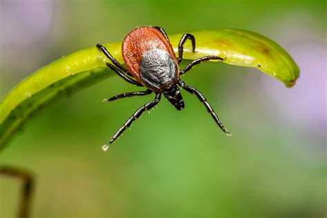 Nuevo Test Para Diagnosticar La Enfermedad De Lyme Biotechmn