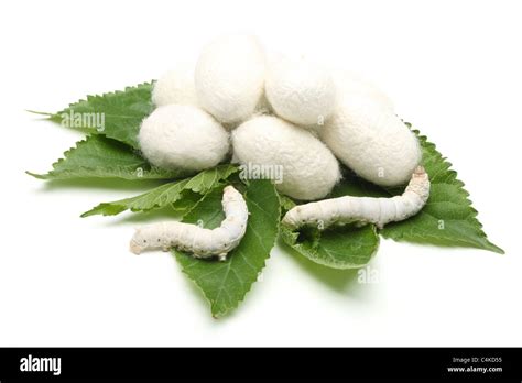 Silk Cocoons With Silk Worm On Green Mulberry Leaf Isolated On White