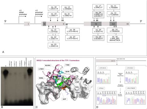 Comprehensive Genotyping And Clinical Characterisation Reveal 27 Novel