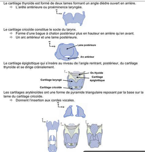 Tete Et Cou Pt Cartes Quizlet