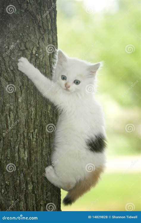 Gatito Blanco Asustado En Rbol Foto De Archivo Imagen De Escalada