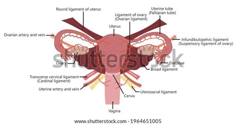 Cardinal Ligament