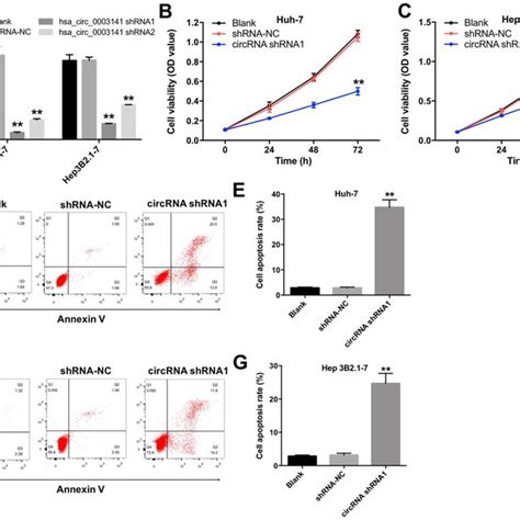 Downregulation Of Hsa Circ 0003141 Inhibits Proliferation Of HCC Cells