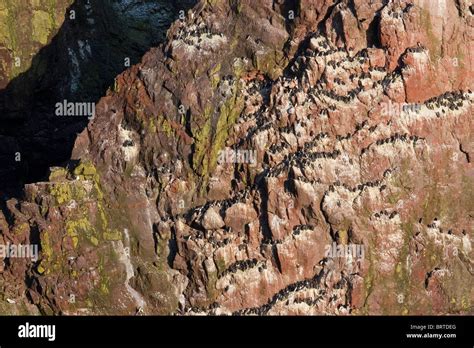 St Abbs Nature Reserve, Berwickshire, Scotland Stock Photo - Alamy