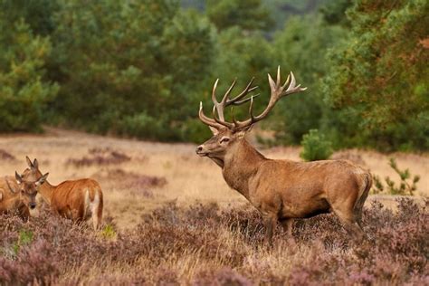 Hoge Veluwe National Park In The Netherlands