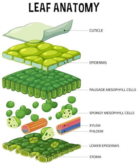 Diagrama De La Estructura Interna De La Hoja Vector Premium