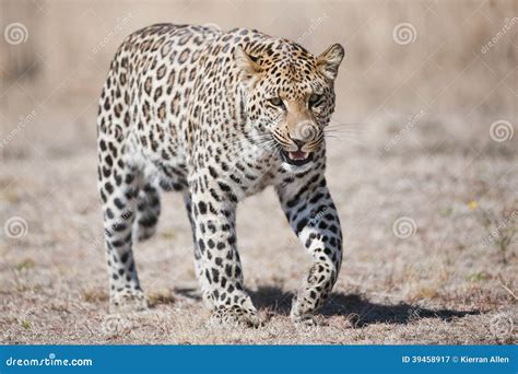 豹子南非 库存图片 图片 包括有 狩猎 眼睛 豹子 纵向 长期 野生生物 本质 级别 通配 39458917