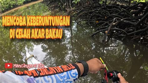 Casting Di Muara Guntung Jackpot Ikan Kerapu Emas Bumblebee Ikan Sultan