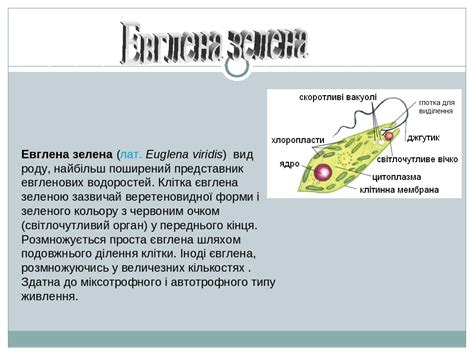 Презентація до уроку на тему Одноклітинні тварини