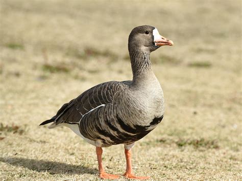 Specklebelly Goose Photograph by Katie Weller