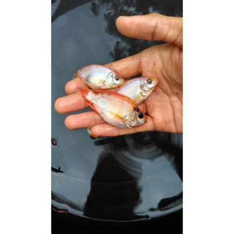 Jual Ikan Nila Bangkok Merah Cm Nyilet Shopee Indonesia