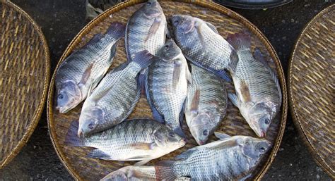 Brazilian Seafood Exports Skyrocket In Q Tilapia Dominates As Us