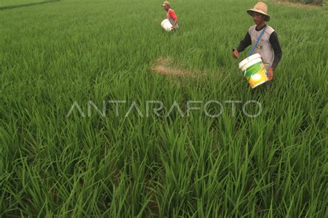 Alokasi Subsidi Pupuk Antara Foto