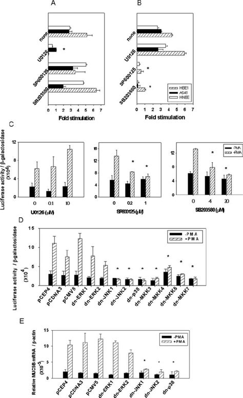 Effects Of Mapk Pathways On Pma Induced Muc Gene Expression A Effects Download Scientific