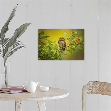 Eurasian Scops Owl Wall Art, Canvas Prints, Framed Prints, Wall Peels ...