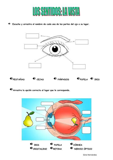 Ejercicio De Los Sentidos La Vista Habitos De Higiene Personal Los