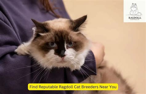 How to Find Reputable Ragdoll Cat Breeders Near You - Living with Ragdoll